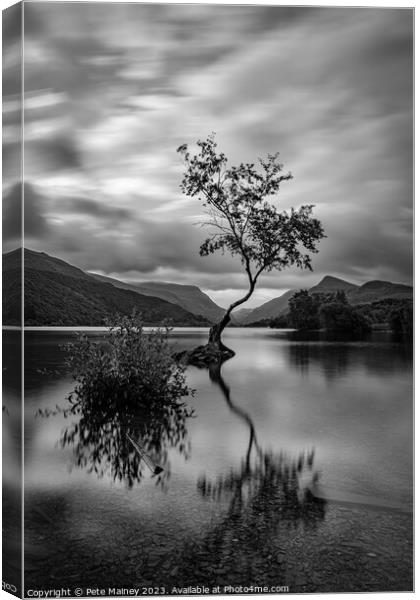 The Lone Tree Canvas Print by Pete Mainey