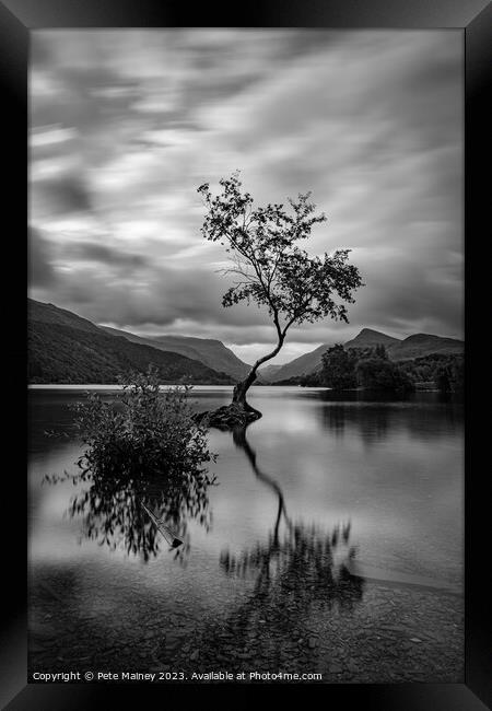 The Lone Tree Framed Print by Pete Mainey