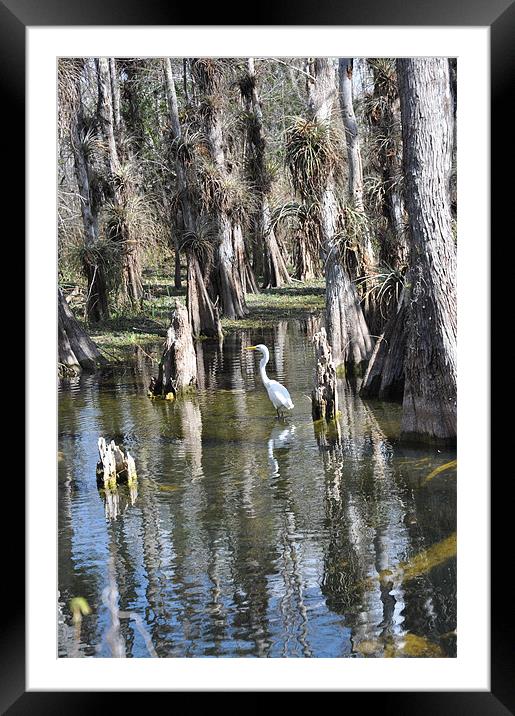 Water Wilderness Framed Mounted Print by harry berry