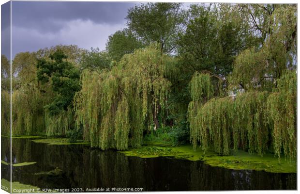 Weeping Willow Canvas Print by RJW Images