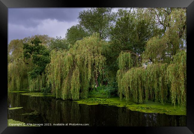 Weeping Willow Framed Print by RJW Images