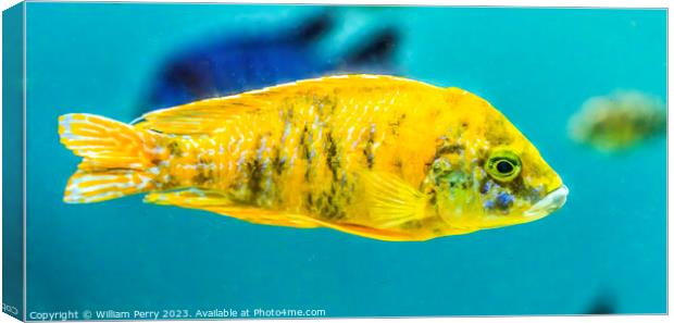 Colorful Yellow Blotched Peacock Cichlid Fish Oahu Hawaii Canvas Print by William Perry