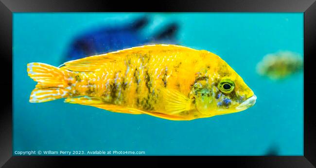 Colorful Yellow Blotched Peacock Cichlid Fish Oahu Hawaii Framed Print by William Perry