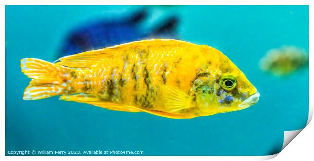 Colorful Yellow Blotched Peacock Cichlid Fish Oahu Hawaii Print by William Perry