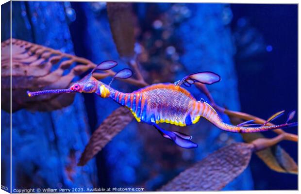 Colorful Weedy Seadragon Fish Oahu Hawaii Canvas Print by William Perry
