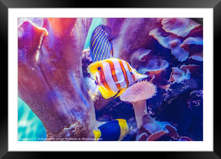 Copperband Butterfly Fish Waikiki Oahu Hawaii Framed Mounted Print by William Perry
