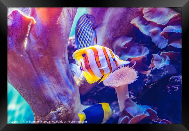 Copperband Butterfly Fish Waikiki Oahu Hawaii Framed Print by William Perry