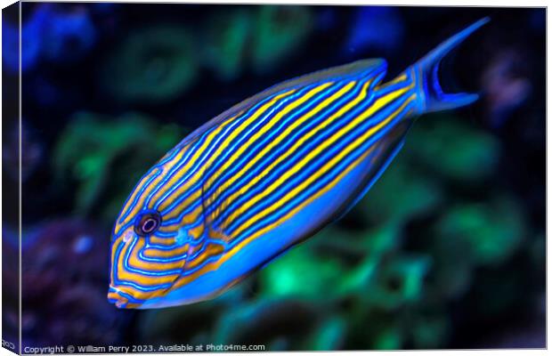 Striped Surgeonfish Tang Fish Waikiki Oahu Hawaii Canvas Print by William Perry