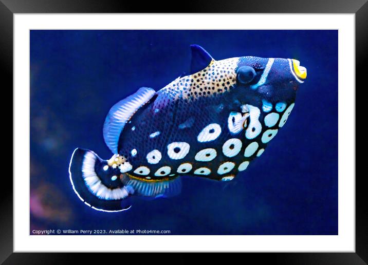 White Spotted Clown Trigger Fish Waikiki Oahu Hawaii Framed Mounted Print by William Perry