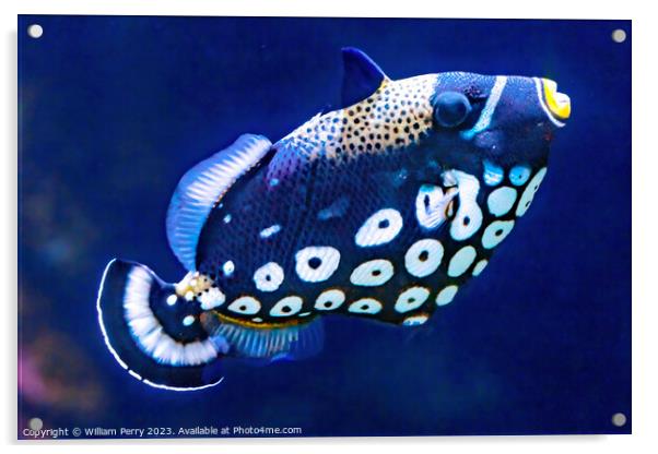 White Spotted Clown Trigger Fish Waikiki Oahu Hawaii Acrylic by William Perry