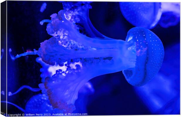 Colorful Blue White Spotted Jellyfish Waikiki Oahu Hawaii Canvas Print by William Perry