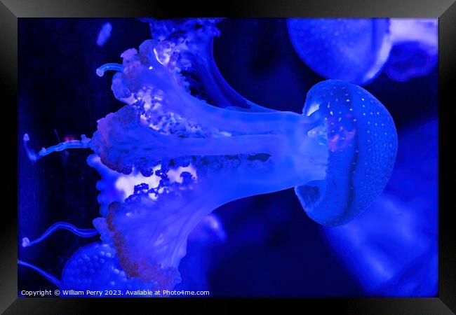 Colorful Blue White Spotted Jellyfish Waikiki Oahu Hawaii Framed Print by William Perry