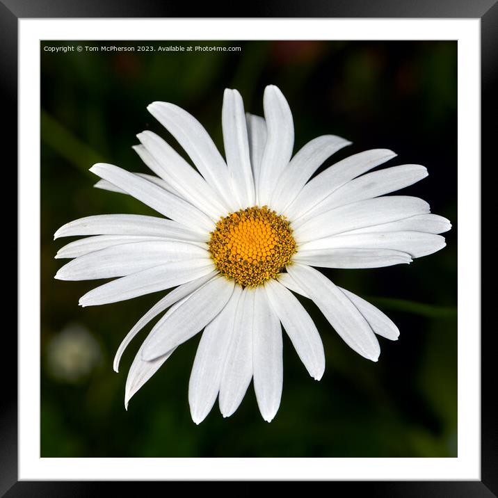 Enchanting Oxeye Daisy  Framed Mounted Print by Tom McPherson