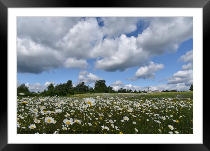 A field of daisies in bloom Framed Mounted Print by Claude Laprise