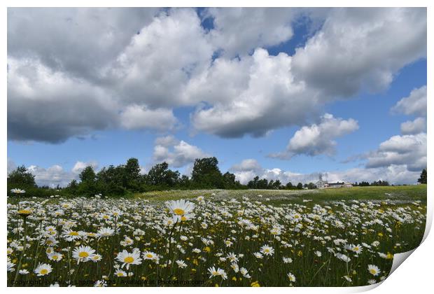 A field of daisies in bloom Print by Claude Laprise