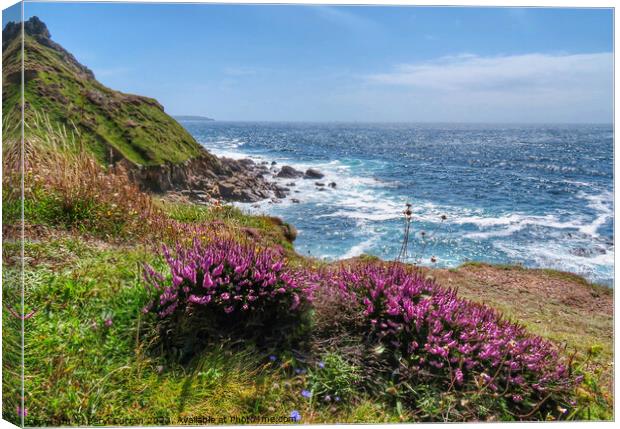 Cornish Cliffside Heather Blooms Canvas Print by Beryl Curran