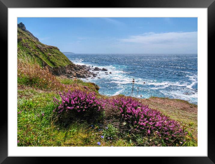 Cornish Cliffside Heather Blooms Framed Mounted Print by Beryl Curran