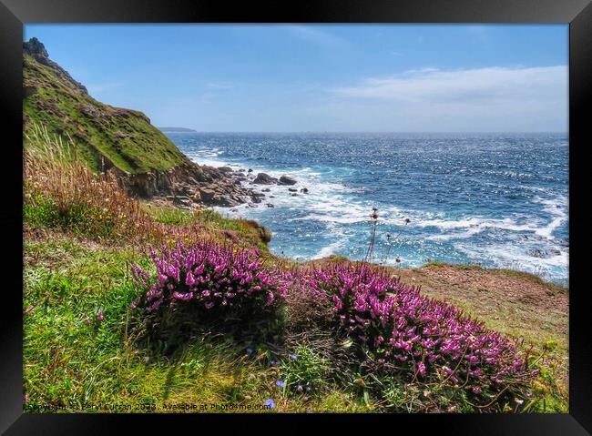 Cornish Cliffside Heather Blooms Framed Print by Beryl Curran