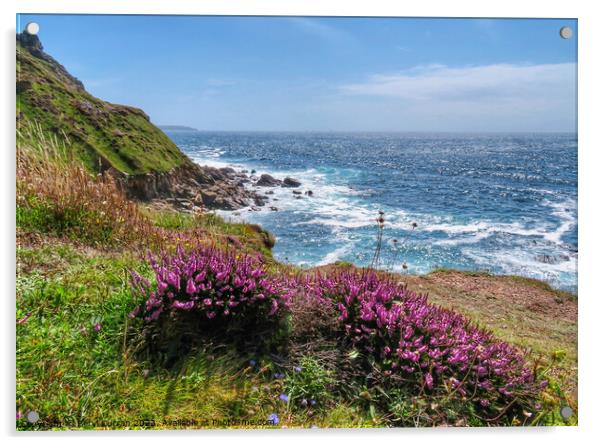 Cornish Cliffside Heather Blooms Acrylic by Beryl Curran