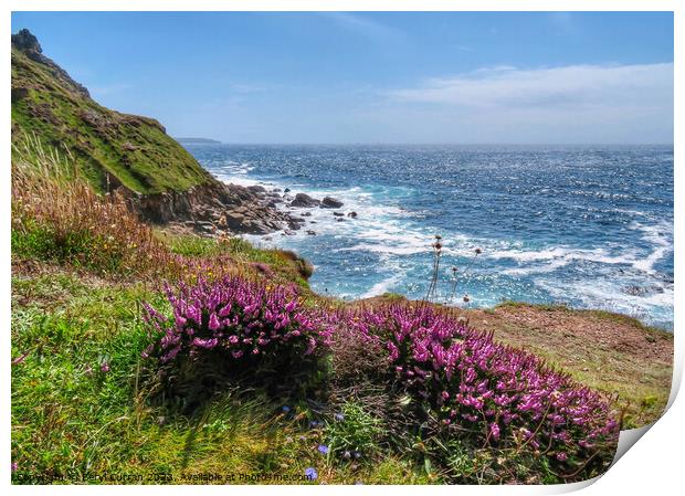 Cornish Cliffside Heather Blooms Print by Beryl Curran