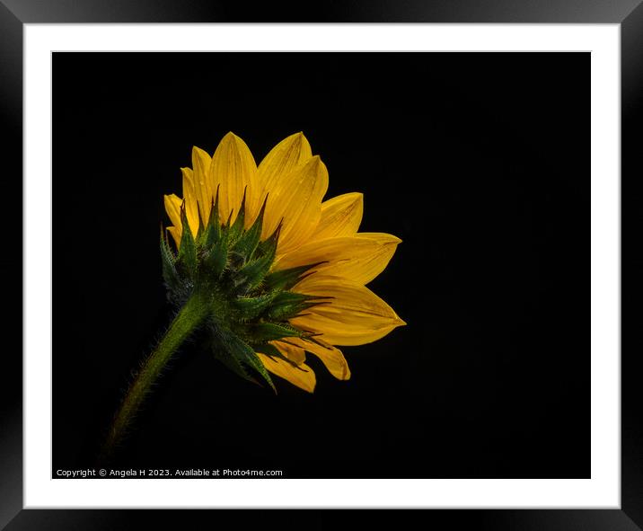 Sunflower Framed Mounted Print by Angela H