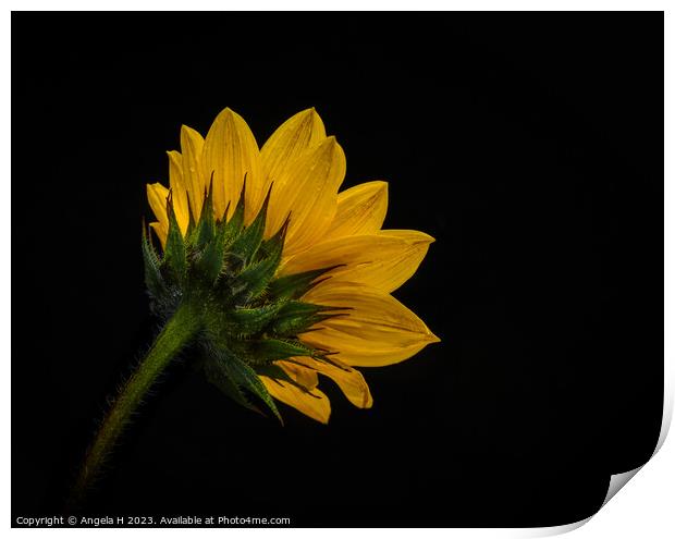 Sunflower Print by Angela H