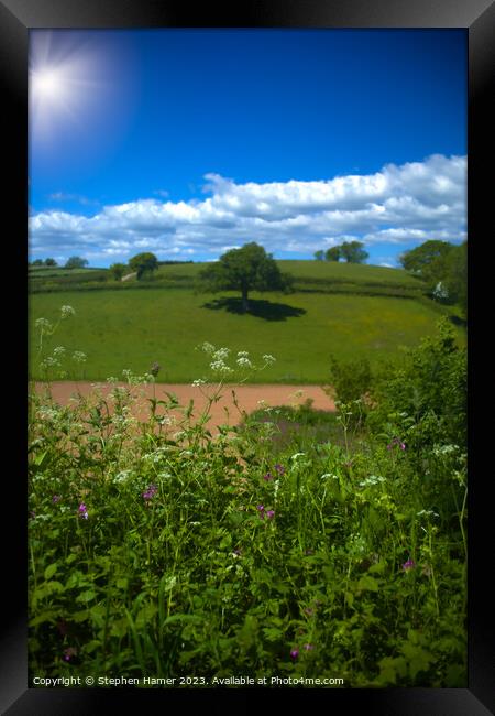 Lone Tree Framed Print by Stephen Hamer