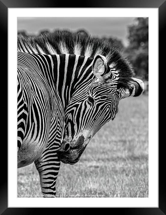 Zebra  Framed Mounted Print by Azhar Fajurdeen