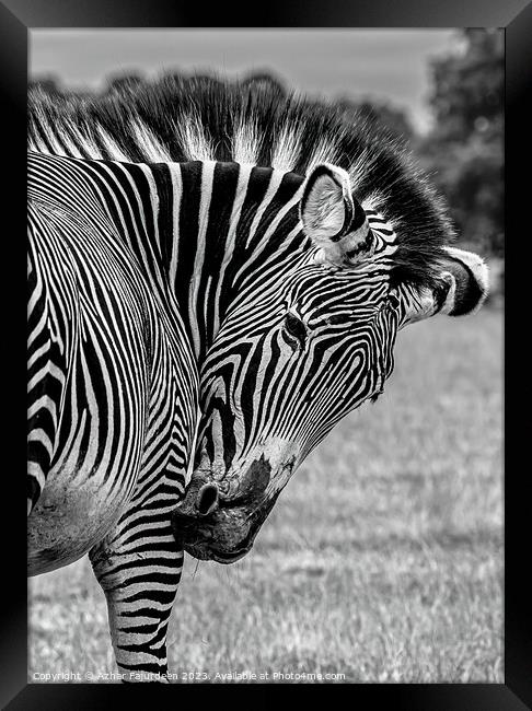 Zebra  Framed Print by Azhar Fajurdeen