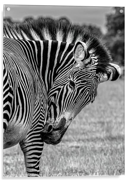 Zebra  Acrylic by Azhar Fajurdeen