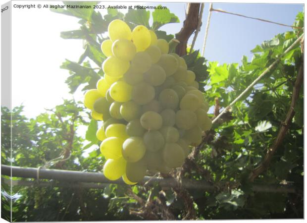 A close up of grapes hanging from the vine in our yard, Canvas Print by Ali asghar Mazinanian