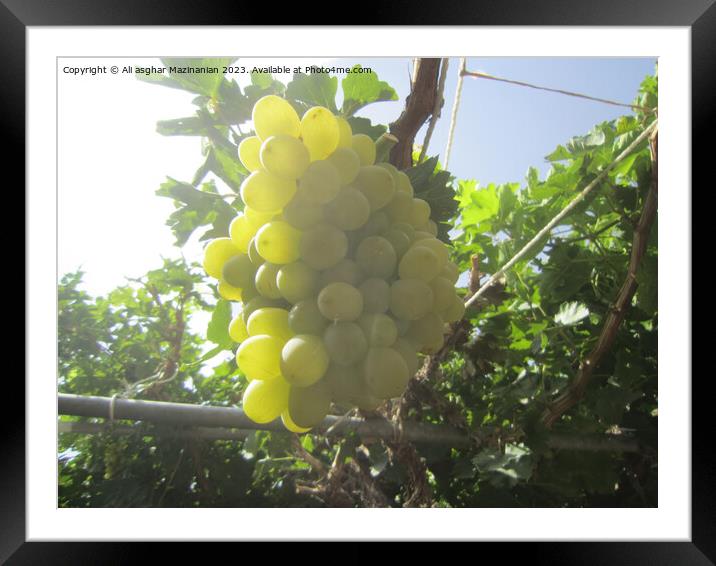 A close up of grapes hanging from the vine in our yard, Framed Mounted Print by Ali asghar Mazinanian