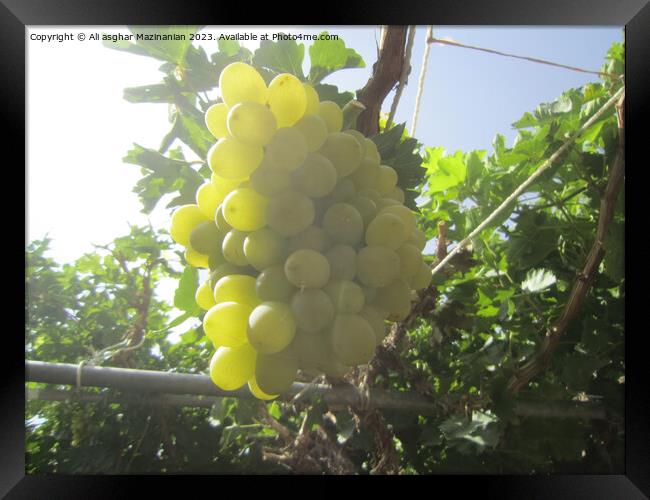 A close up of grapes hanging from the vine in our yard, Framed Print by Ali asghar Mazinanian