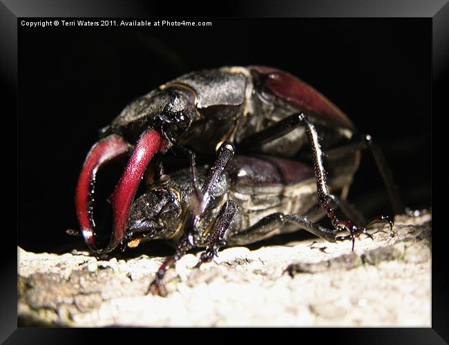 Mating Stag Beetles Framed Print by Terri Waters
