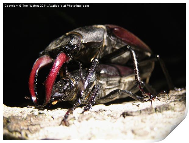 Mating Stag Beetles Print by Terri Waters