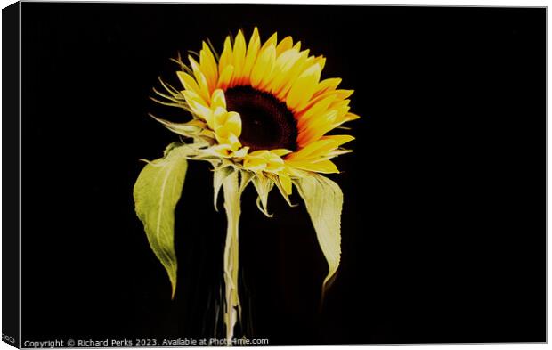 Single Sunflower study (HDR) Canvas Print by Richard Perks