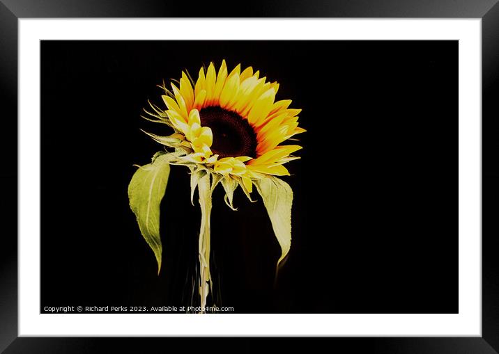 Single Sunflower study (HDR) Framed Mounted Print by Richard Perks