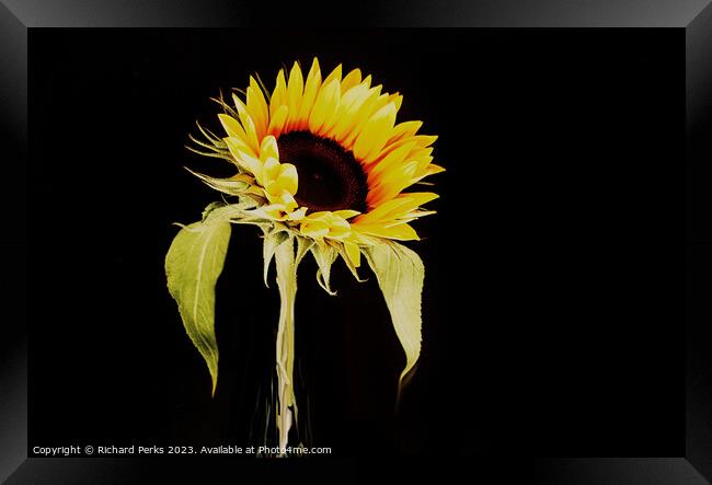 Single Sunflower study (HDR) Framed Print by Richard Perks