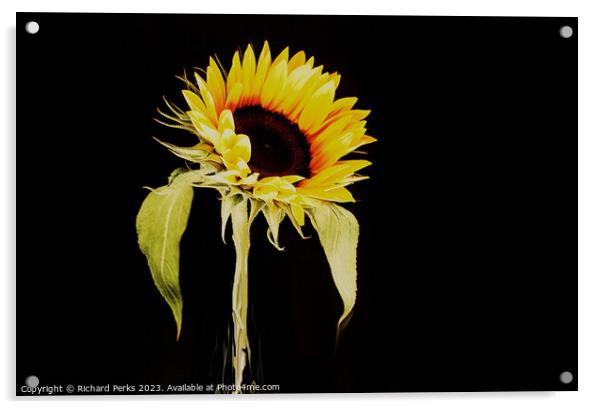 Single Sunflower study (HDR) Acrylic by Richard Perks