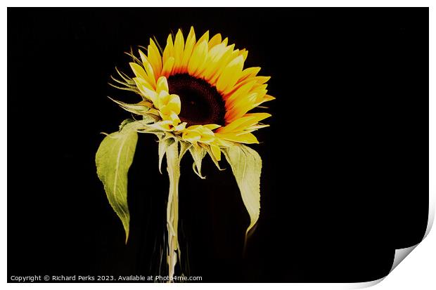 Single Sunflower study (HDR) Print by Richard Perks
