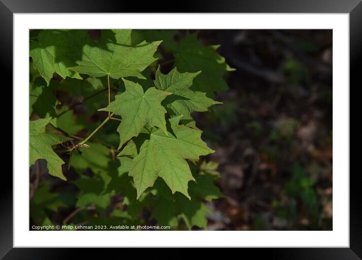 Spring Maple Leaves 7A Framed Mounted Print by Philip Lehman