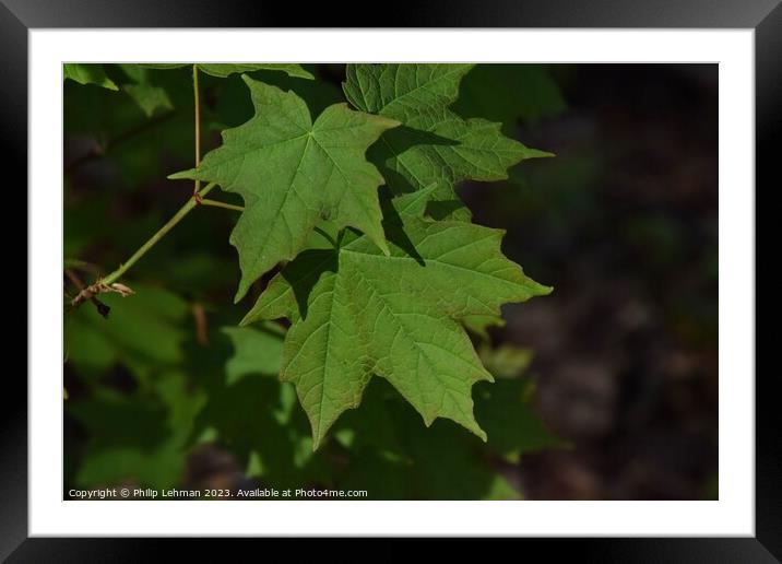 Spring Maple Leaves 2A Framed Mounted Print by Philip Lehman