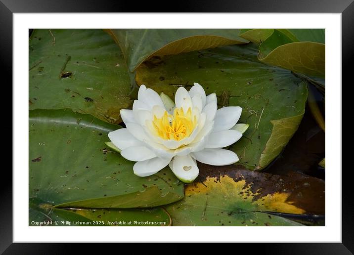 Lilypad 3A Framed Mounted Print by Philip Lehman