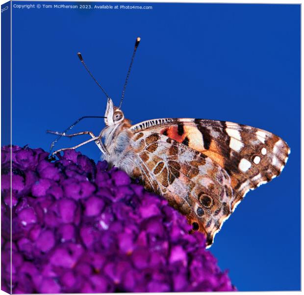 Transcontinental Journey: Painted Lady Butterfly Canvas Print by Tom McPherson