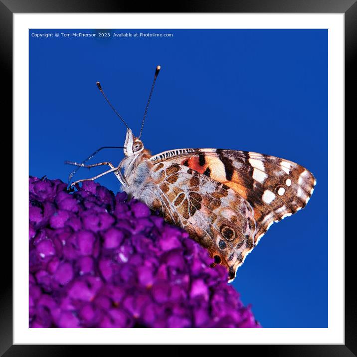 Transcontinental Journey: Painted Lady Butterfly Framed Mounted Print by Tom McPherson