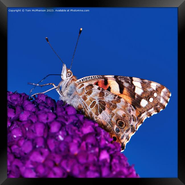 Transcontinental Journey: Painted Lady Butterfly Framed Print by Tom McPherson