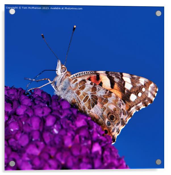 Transcontinental Journey: Painted Lady Butterfly Acrylic by Tom McPherson