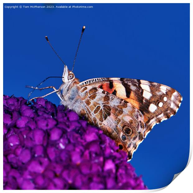 Transcontinental Journey: Painted Lady Butterfly Print by Tom McPherson