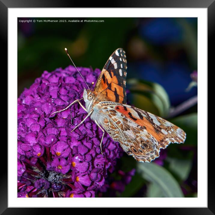 Enchanted Lady on Buddleia Bloom Framed Mounted Print by Tom McPherson