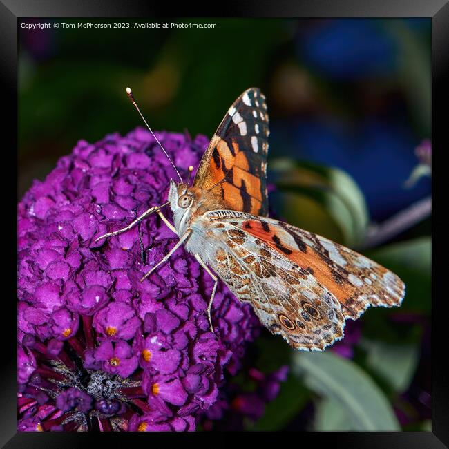 Enchanted Lady on Buddleia Bloom Framed Print by Tom McPherson